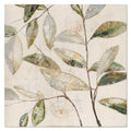 Ligustro 100×100