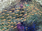 FISH VORTEX LE COSTE